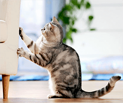 A cat using a scratching post