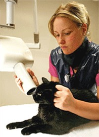 Taking a dental radiograph at The Family Pet