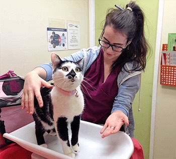 A team member weighing a patient during a wellness visit