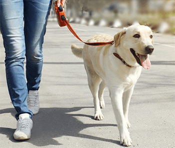 A Labrador out for a walk on a leash