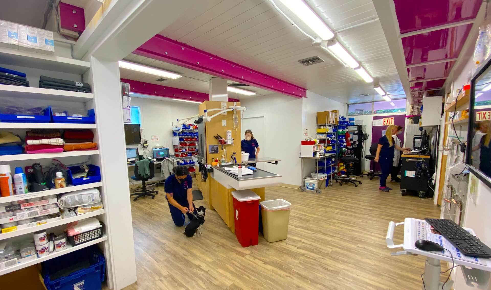 Pet hospital In Seattle, WA