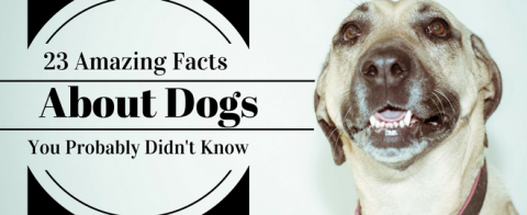 23 Amazing Facts About Dogs You Probably Didn't Know 23 Amazing Facts About Dogs You Probably Didn't Know