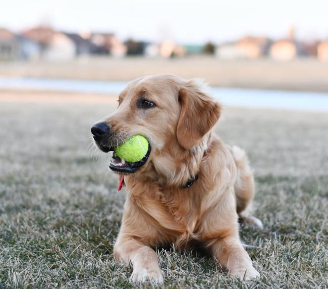 happy dog